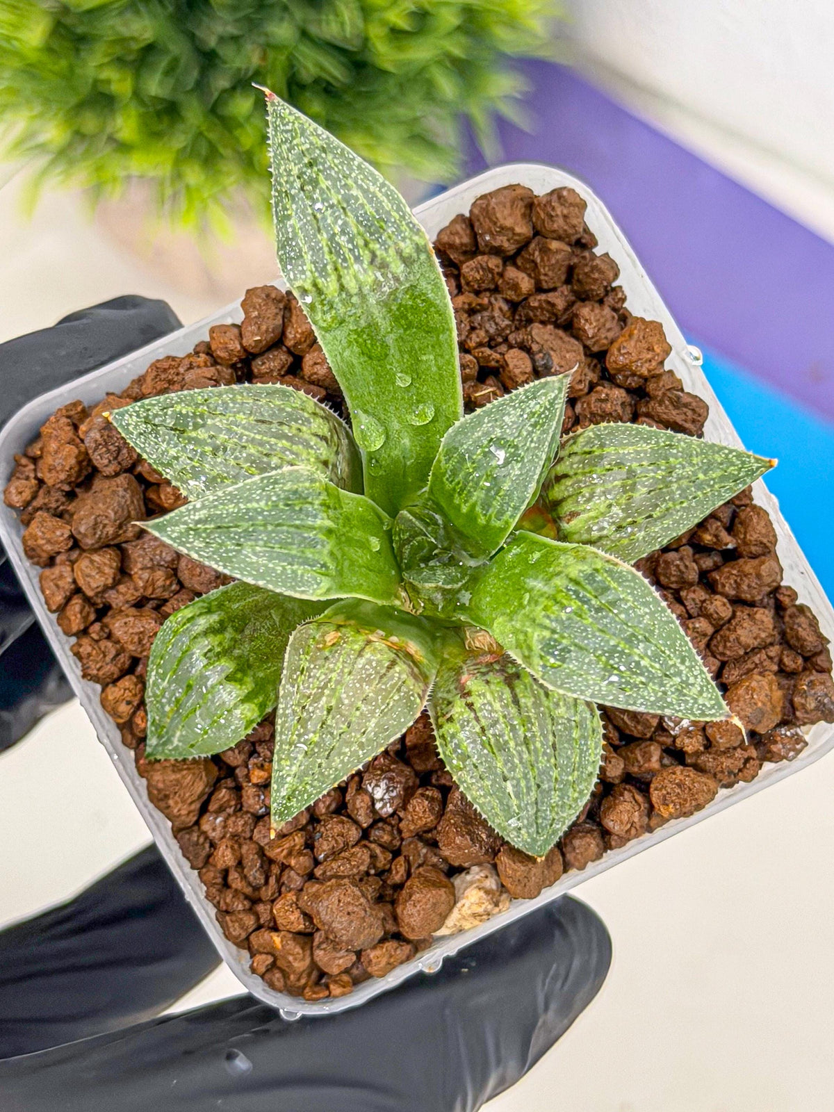 Haworthia picta x Wimii (wa9) (8) | Rare Desert plant