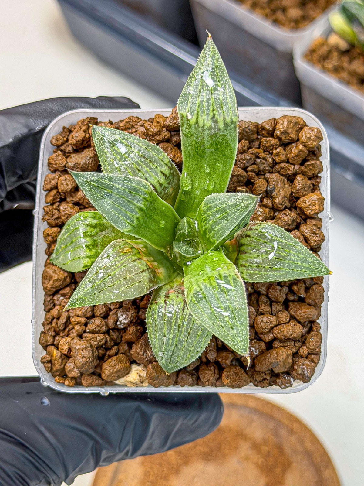 Haworthia picta x Wimii (wa9) (8) | Rare Desert plant