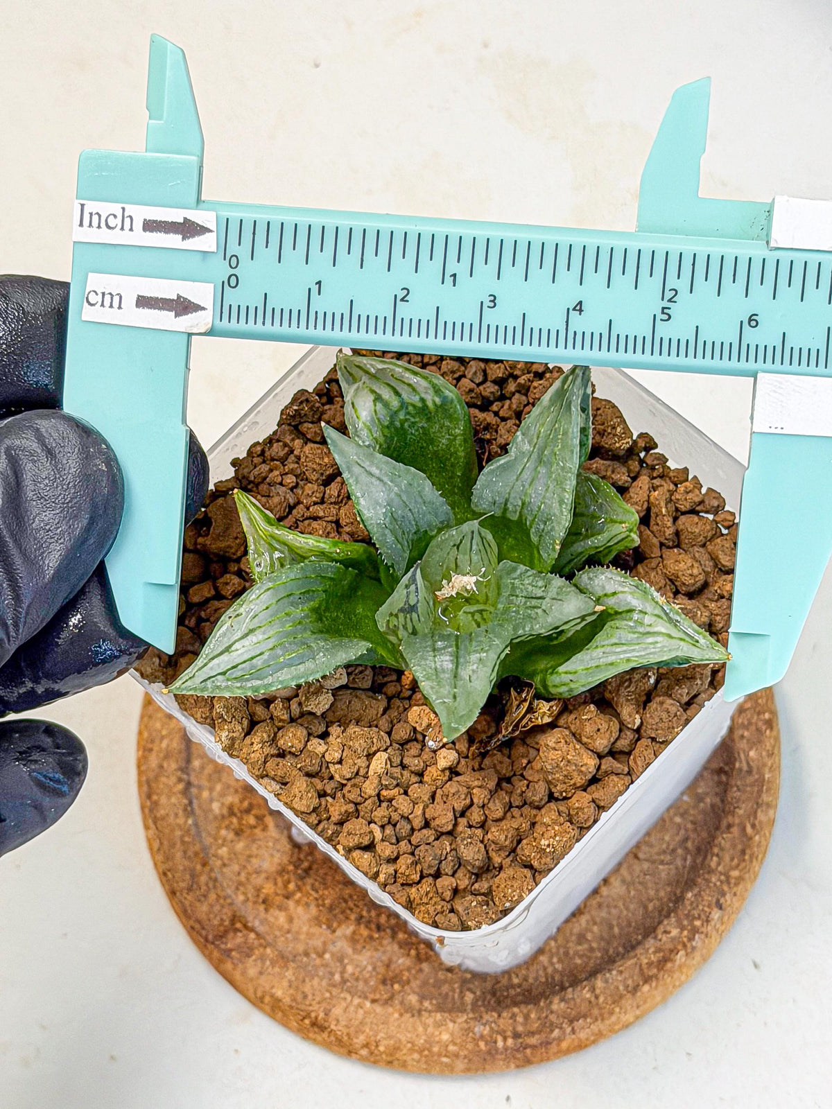 Haworthia Mutant (wa9) (9) | Rare Desert plant
