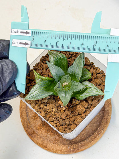 Haworthia Mutant (wa9) (9) | Rare Desert plant