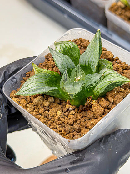 Haworthia Mutant (wa9) (9) | Rare Desert plant