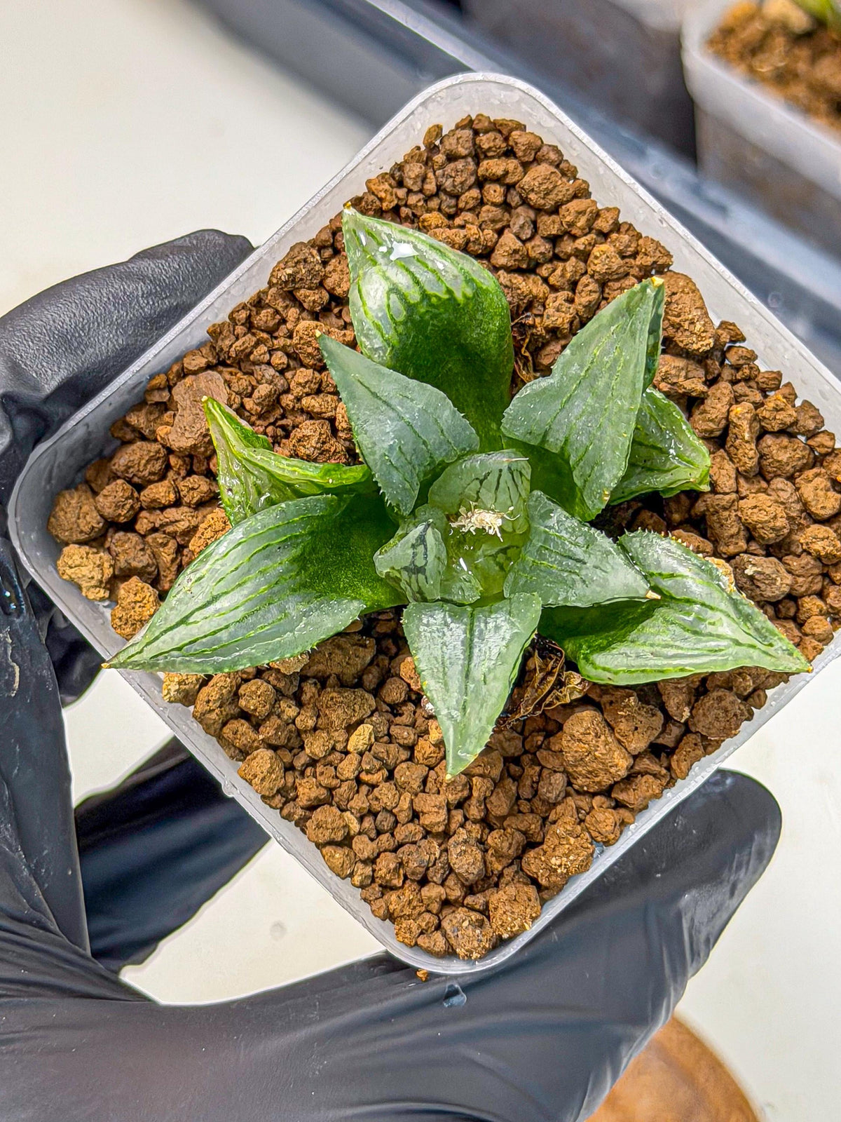 Haworthia Mutant (wa9) (9) | Rare Desert plant