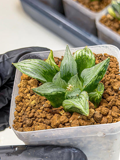 Haworthia Mutant (wa9) (9) | Rare Desert plant