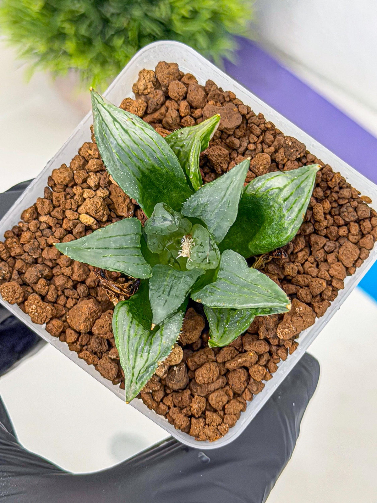 Haworthia Mutant (wa9) (9) | Rare Desert plant