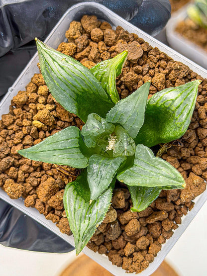 Haworthia Mutant (wa9) (9) | Rare Desert plant