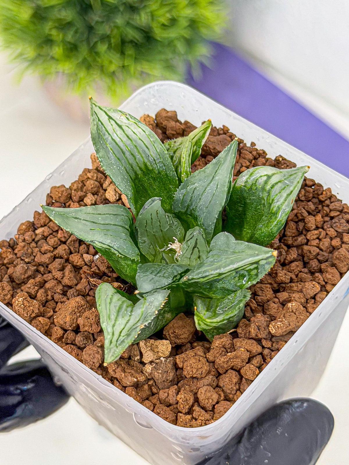 Haworthia Mutant (wa9) (9) | Rare Desert plant
