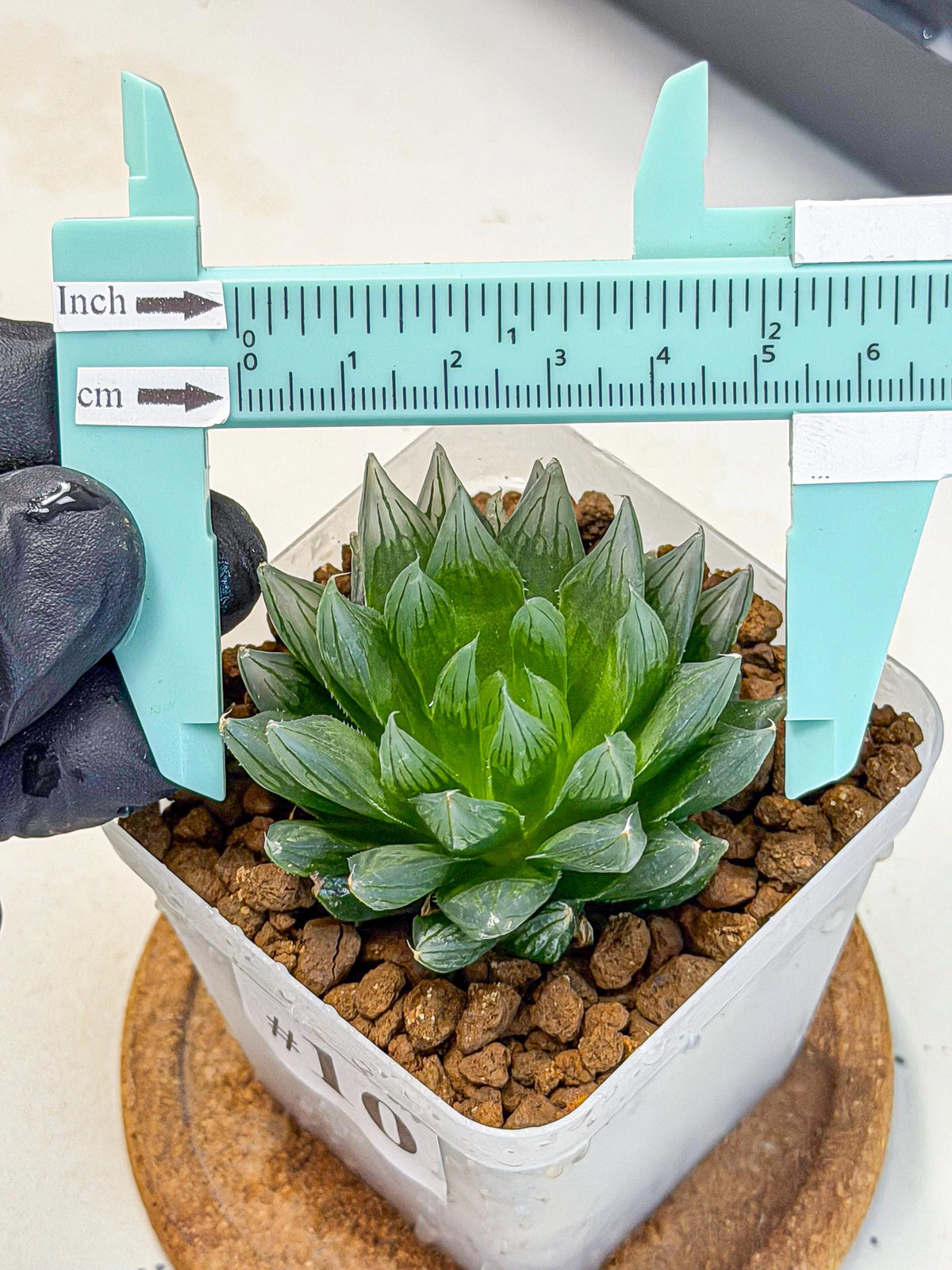 Haworthia daividii x obtusa (wa9) (10) | Rare Desert plant