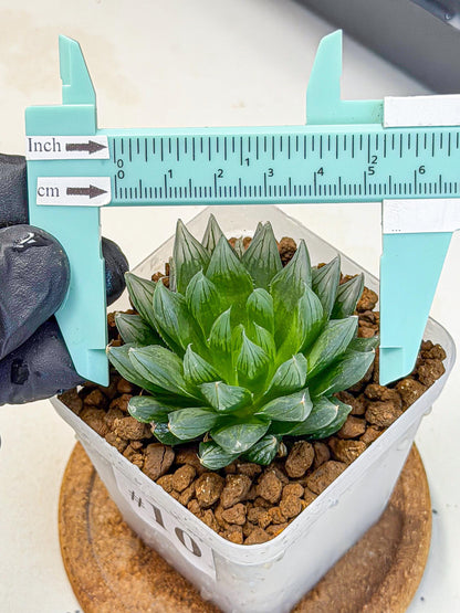 Haworthia daividii x obtusa (wa9) (10) | Rare Desert plant