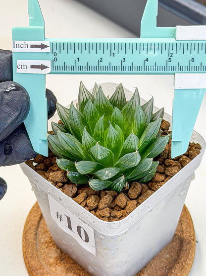Haworthia daividii x obtusa (wa9) (10) | Rare Desert plant