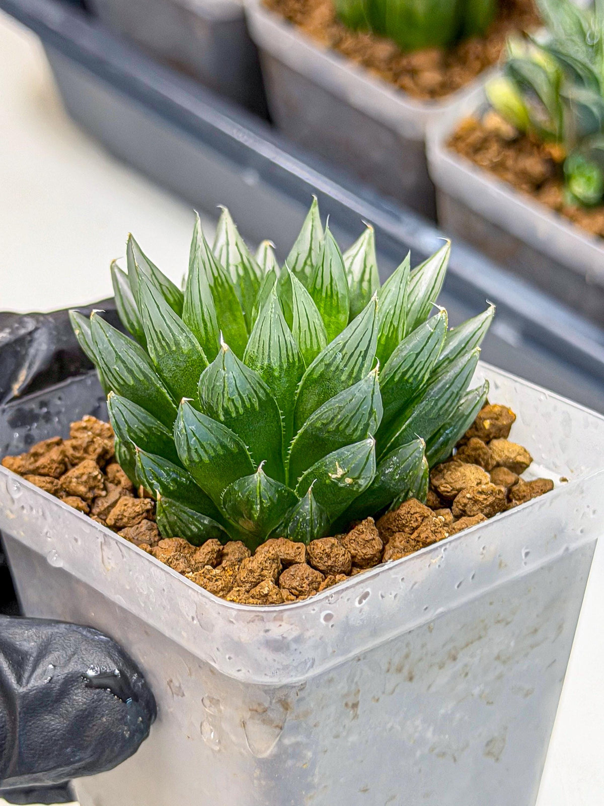 Haworthia daividii x obtusa (wa9) (10) | Rare Desert plant