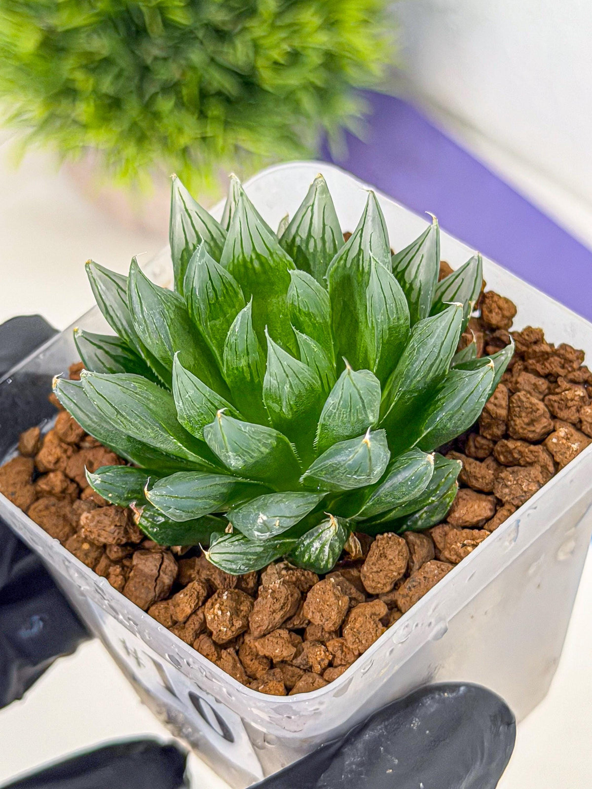 Haworthia daividii x obtusa (wa9) (10) | Rare Desert plant