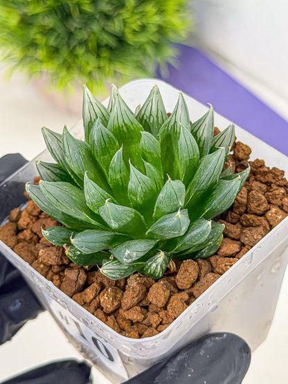 Haworthia daividii x obtusa (wa9) (10) | Rare Desert plant