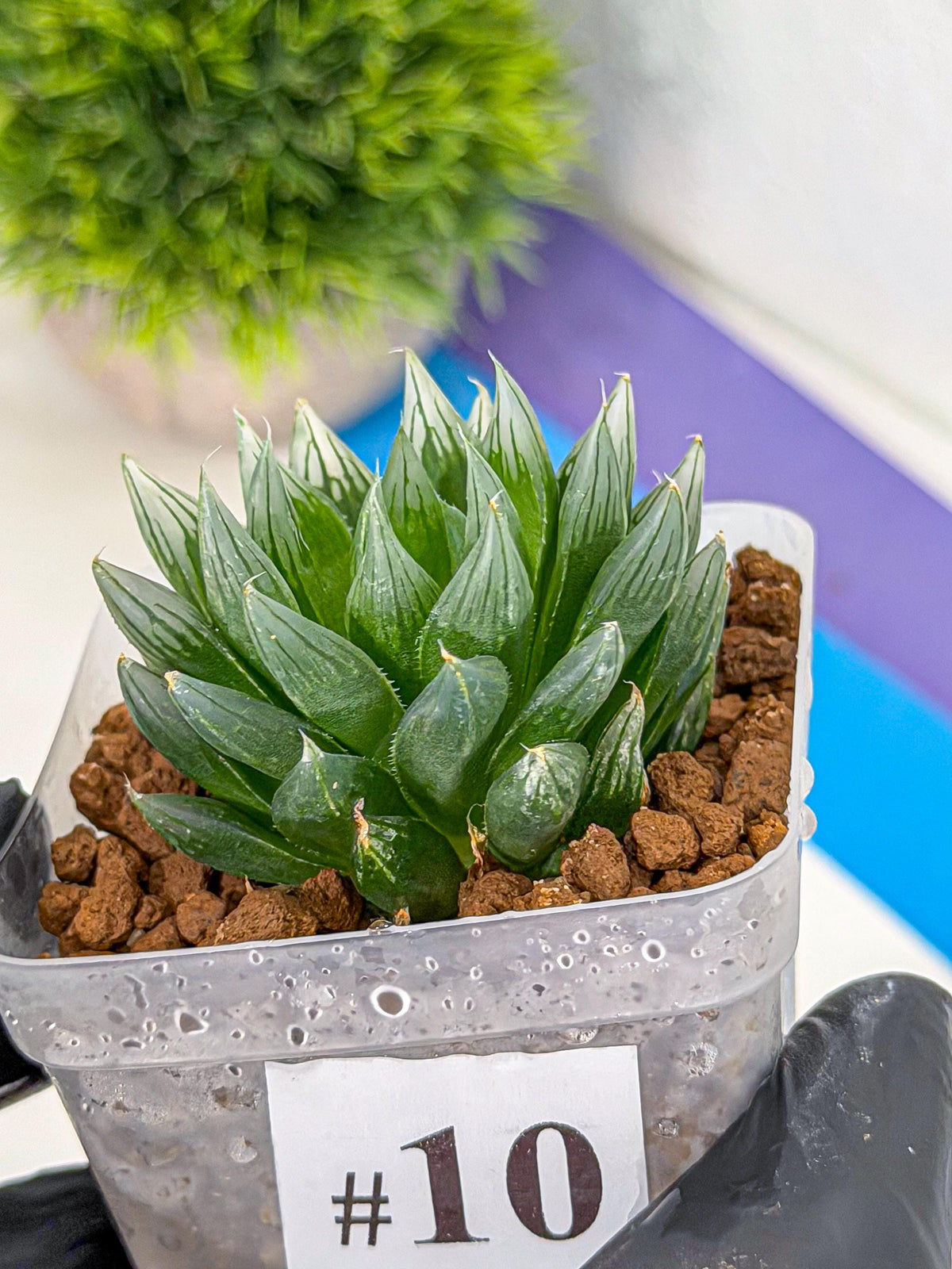 Haworthia daividii x obtusa (wa9) (10) | Rare Desert plant