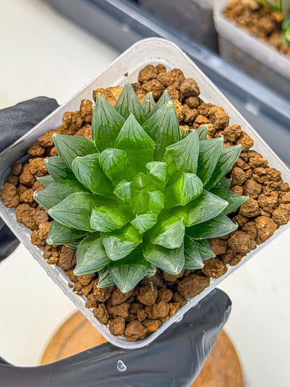 Haworthia daividii x obtusa (wa9) (10) | Rare Desert plant