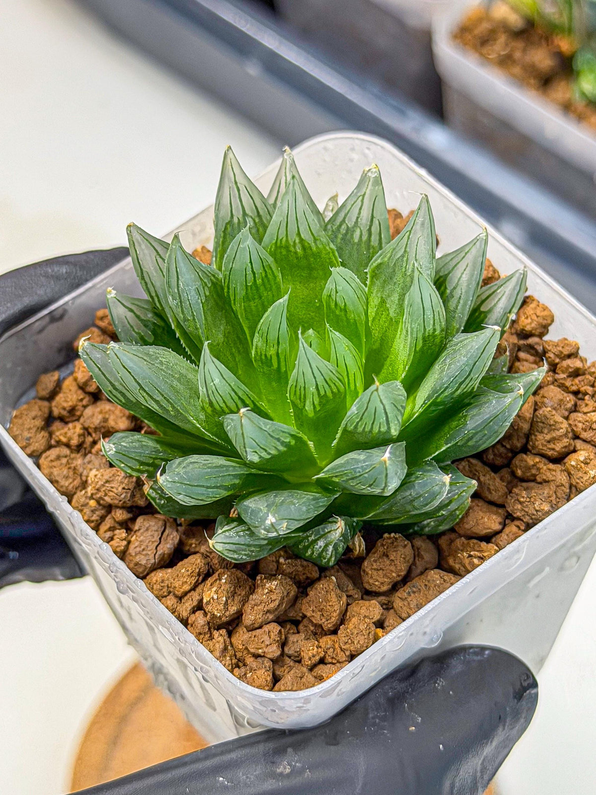 Haworthia daividii x obtusa (wa9) (10) | Rare Desert plant