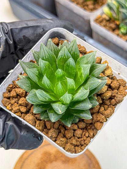 Haworthia daividii x obtusa (wa9) (10) | Rare Desert plant