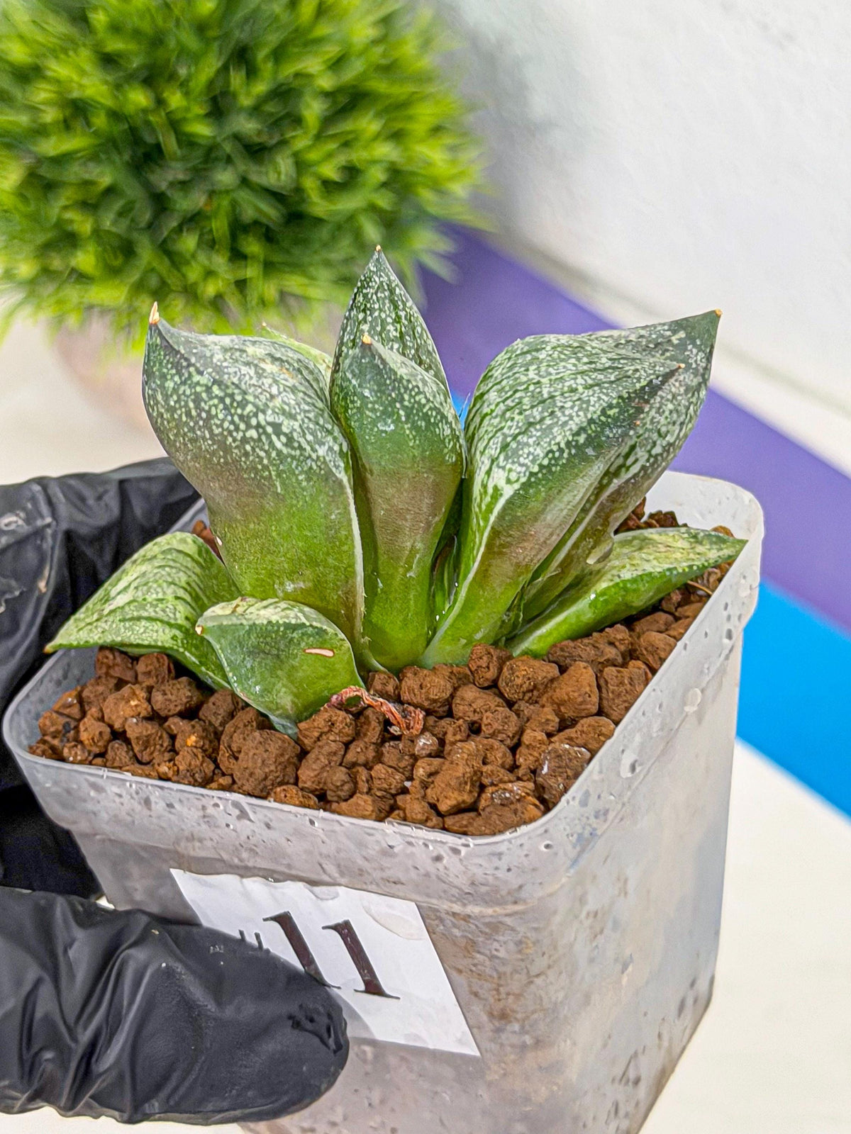 Haworthia Picta hyb (wa9) (11) | Rare Desert plant