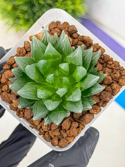 Haworthia daividii x obtusa (wa9) (10) | Rare Desert plant