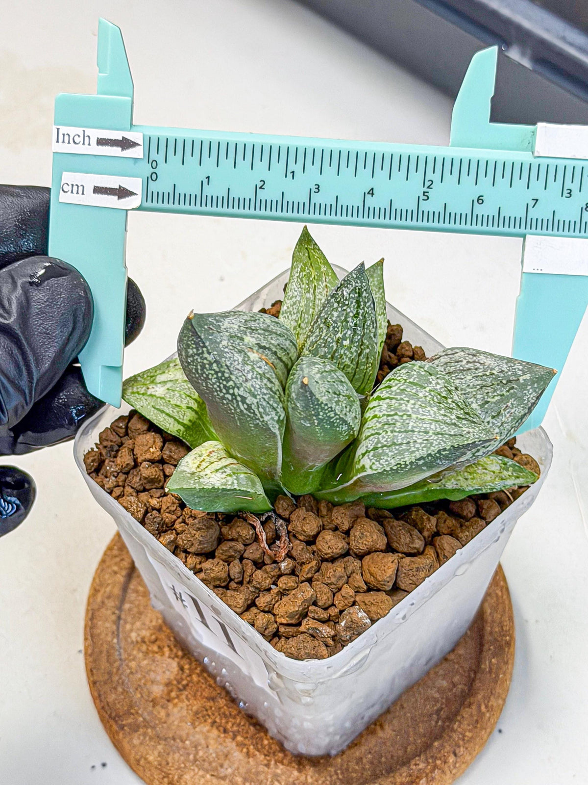 Haworthia Picta hyb (wa9) (11) | Rare Desert plant