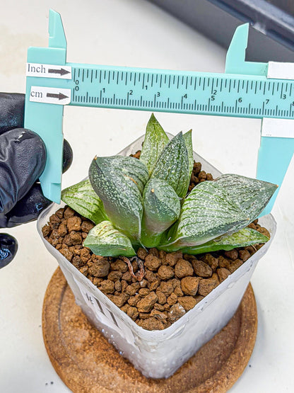 Haworthia Picta hyb (wa9) (11) | Rare Desert plant