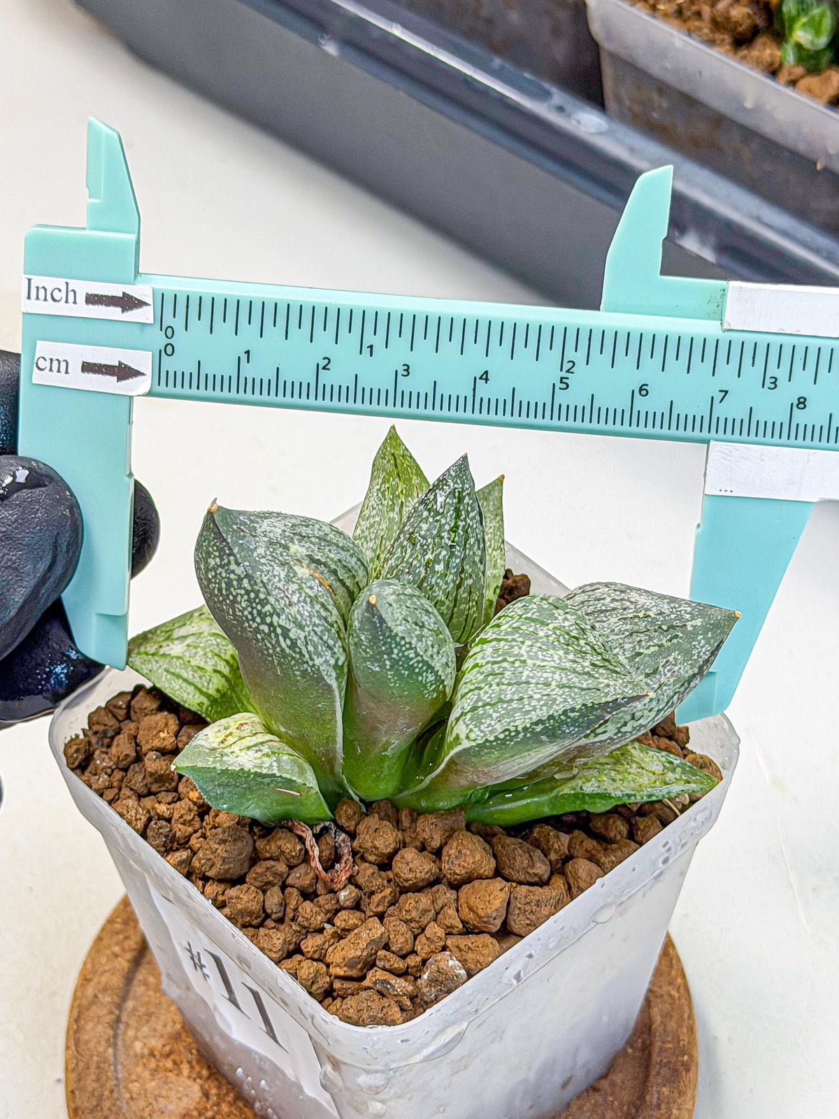 Haworthia Picta hyb (wa9) (11) | Rare Desert plant