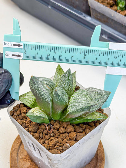 Haworthia Picta hyb (wa9) (11) | Rare Desert plant