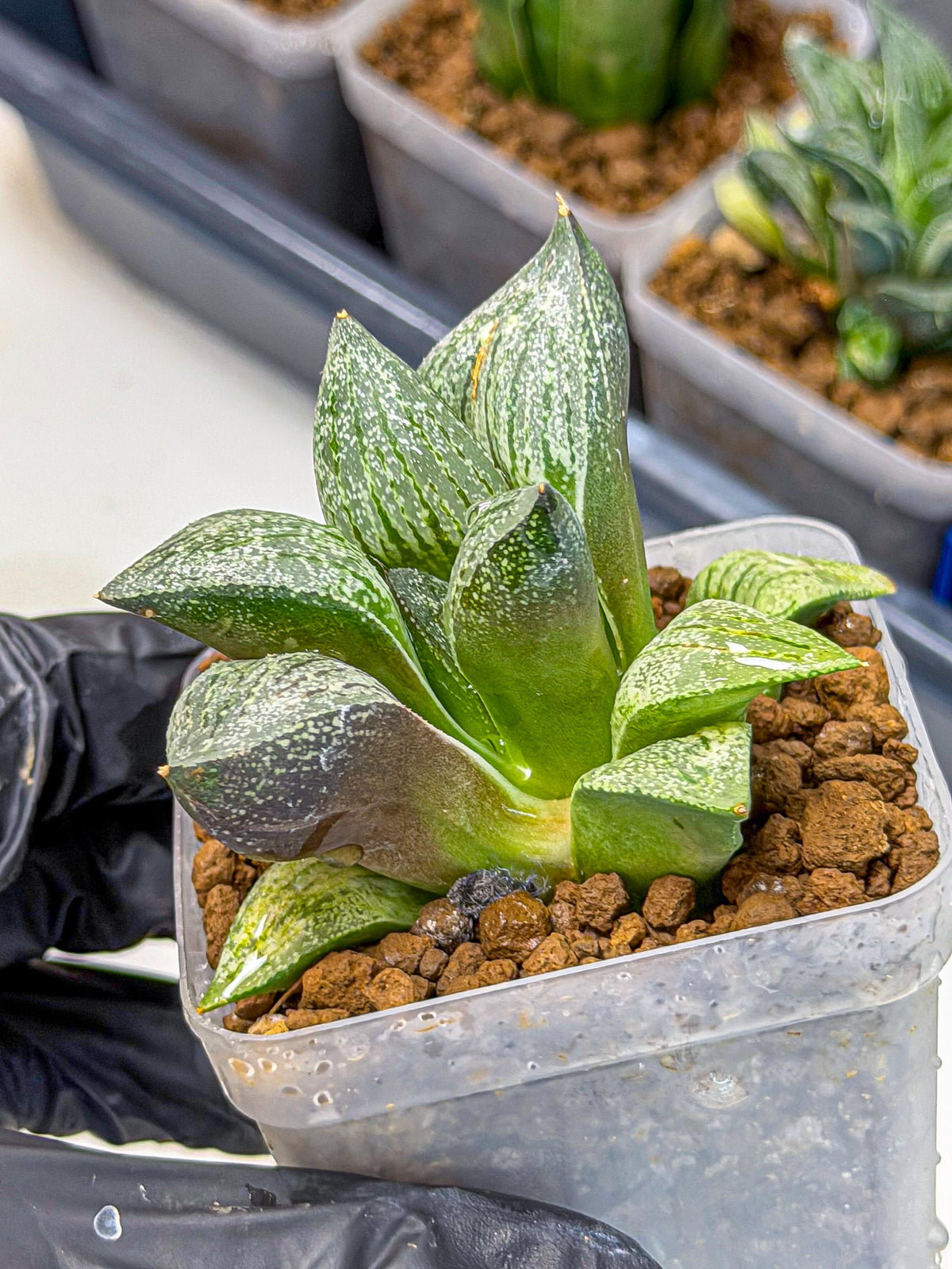 Haworthia Picta hyb (wa9) (11) | Rare Desert plant