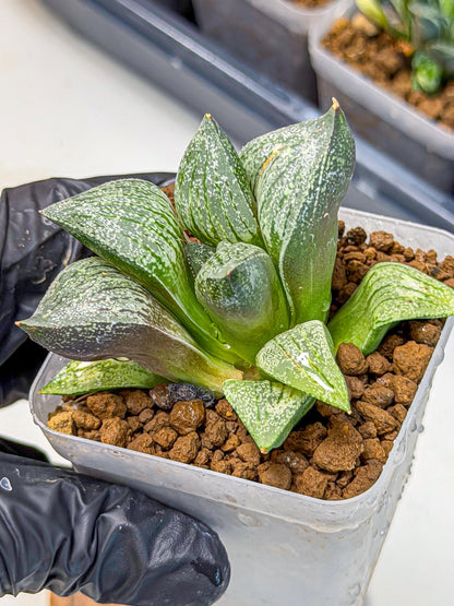Haworthia Picta hyb (wa9) (11) | Rare Desert plant