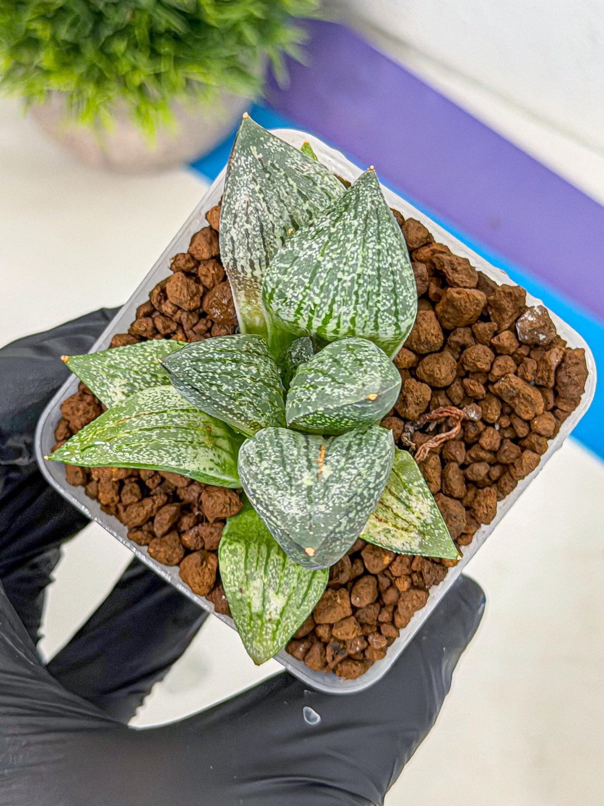 Haworthia Picta hyb (wa9) (11) | Rare Desert plant