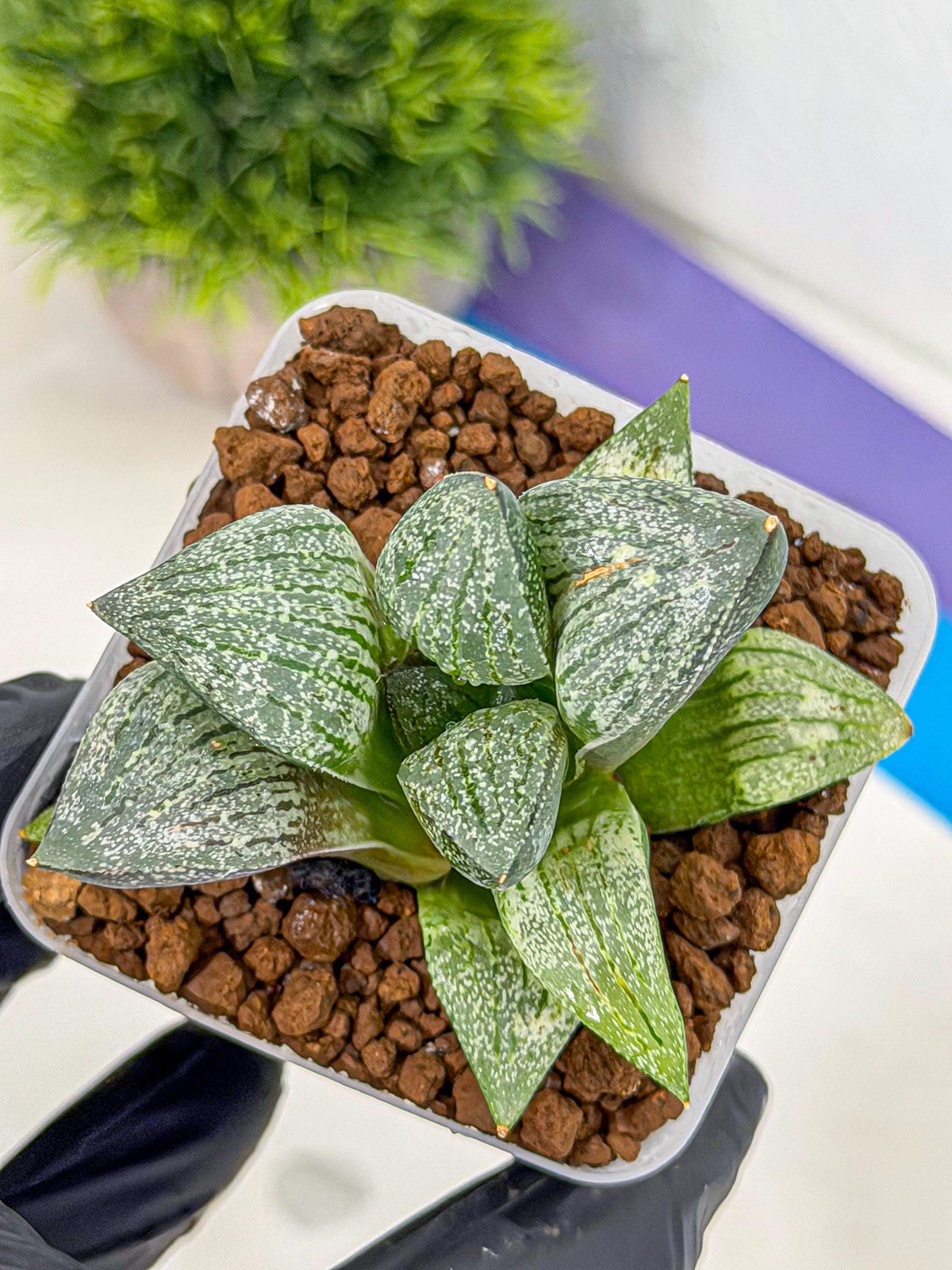 Haworthia Picta hyb (wa9) (11) | Rare Desert plant