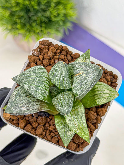 Haworthia Picta hyb (wa9) (11) | Rare Desert plant