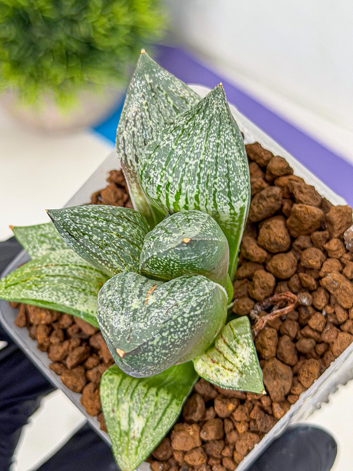 Haworthia Picta hyb (wa9) (11) | Rare Desert plant