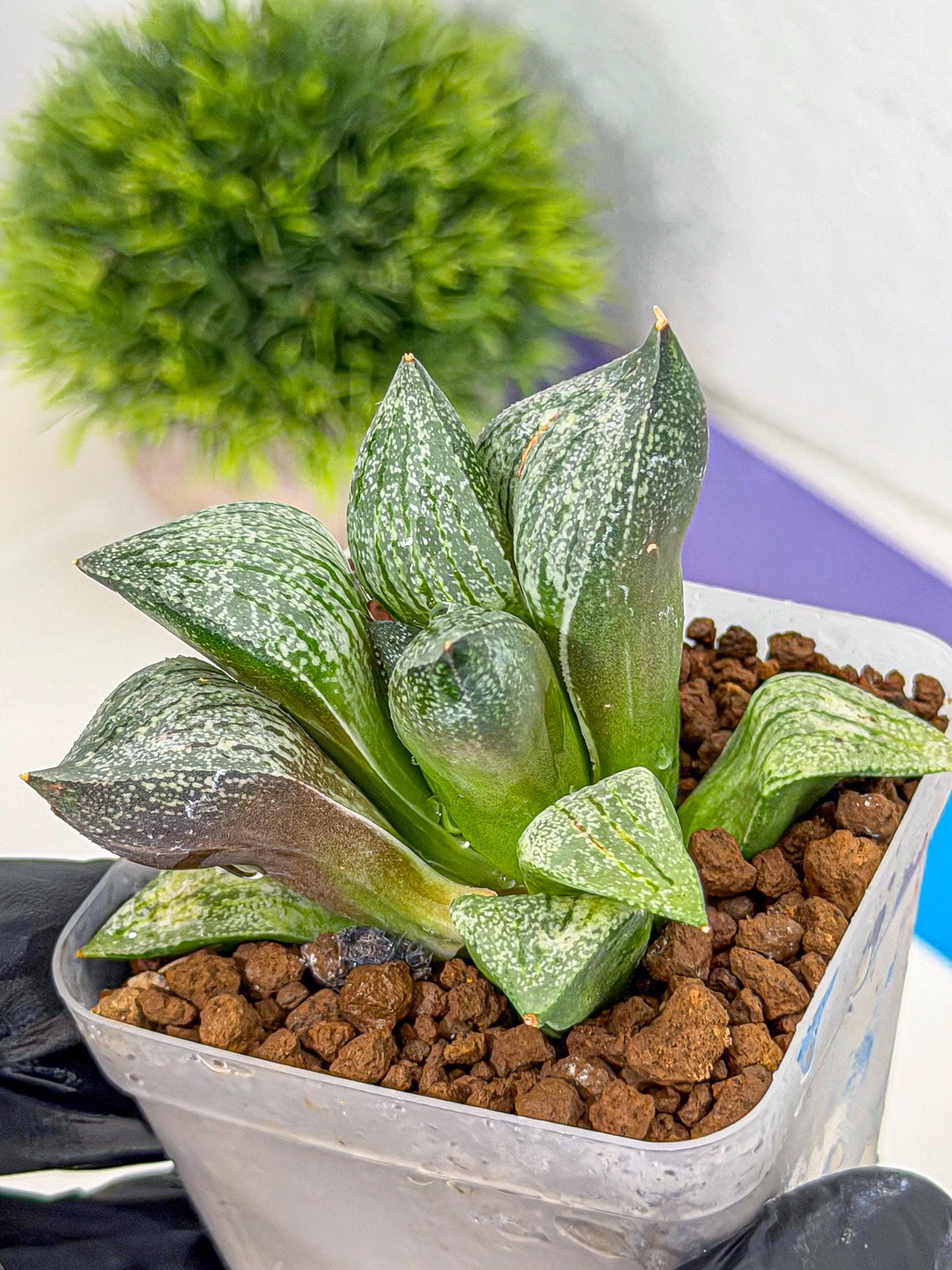 Haworthia Picta hyb (wa9) (11) | Rare Desert plant