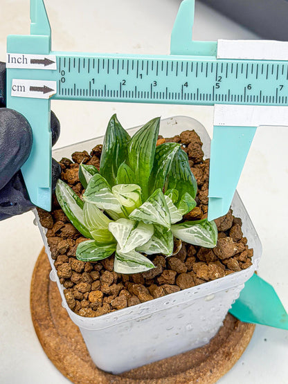 Haworthia Obtusa Var (wa9) (gg) | Rare Desert plant