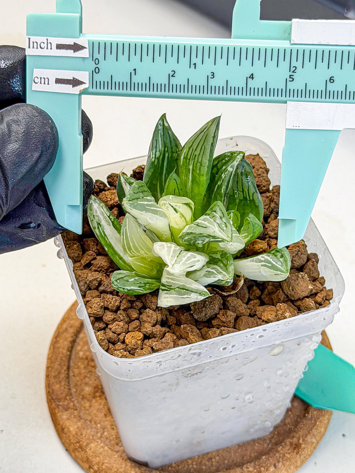 Haworthia Obtusa Var (wa9) (gg) | Rare Desert plant