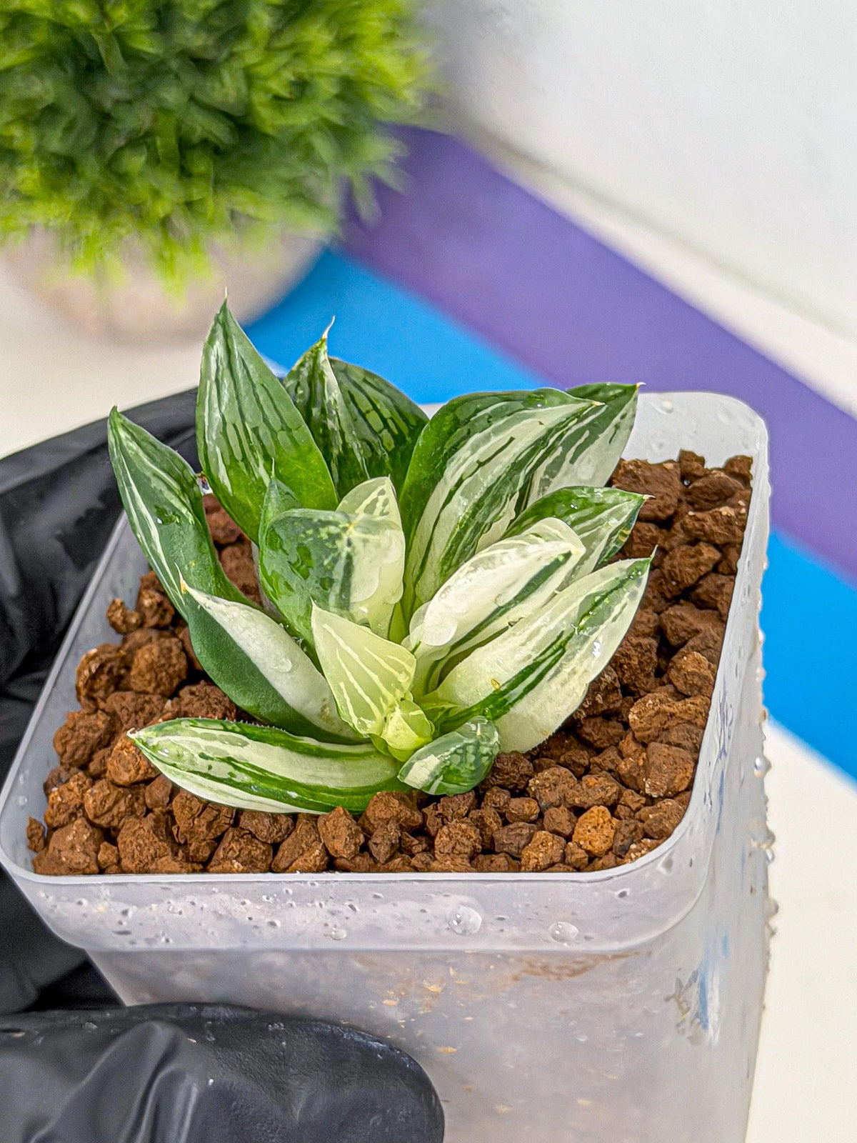 Haworthia Obtusa Var (wa9) (gg) | Rare Desert plant