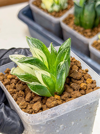 Haworthia Obtusa Var (wa9) (gg) | Rare Desert plant