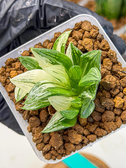 Haworthia Obtusa Var (wa9) (gg) | Rare Desert plant