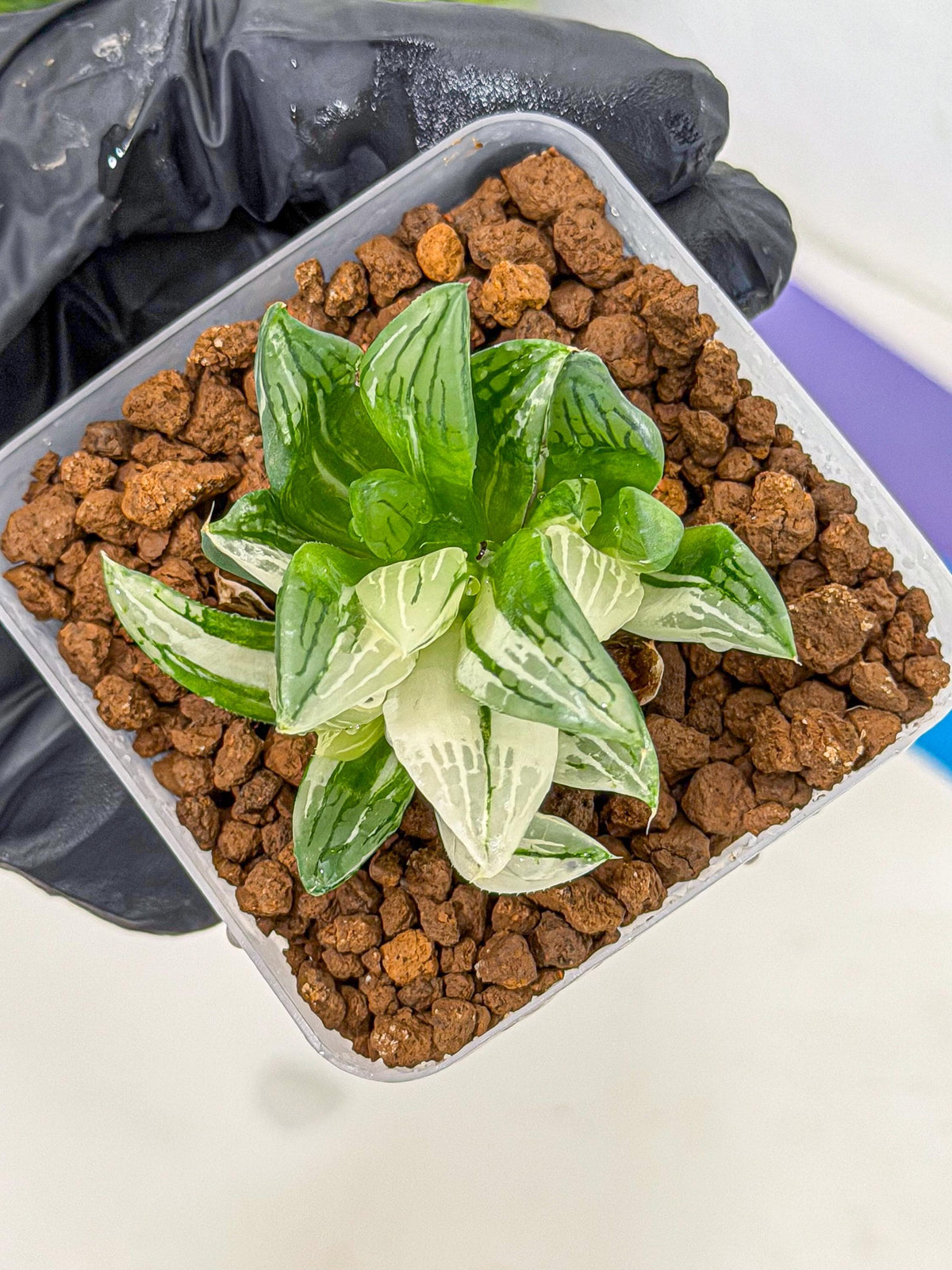 Haworthia Obtusa Var (wa9) (gg) | Rare Desert plant