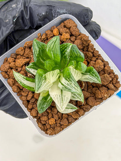 Haworthia Obtusa Var (wa9) (gg) | Rare Desert plant