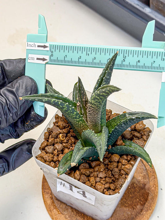 Haworthia Tessellata Fang (wa9) (14) | Rare Desert plant