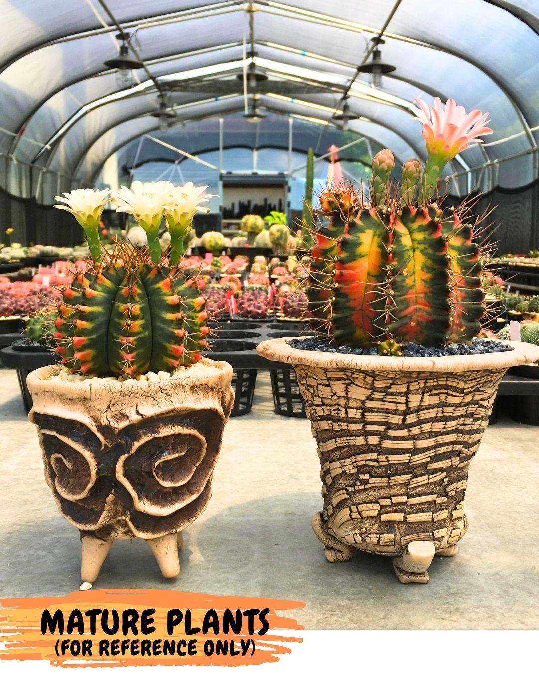 Gymnocalycium Pearl Andaman (gy17) (1) | Collector’s Edition