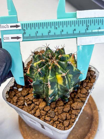 Gymnocalycium Pearl Andaman (gy17) (1) | Collector’s Edition