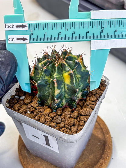 Gymnocalycium Pearl Andaman (gy17) (1) | Collector’s Edition