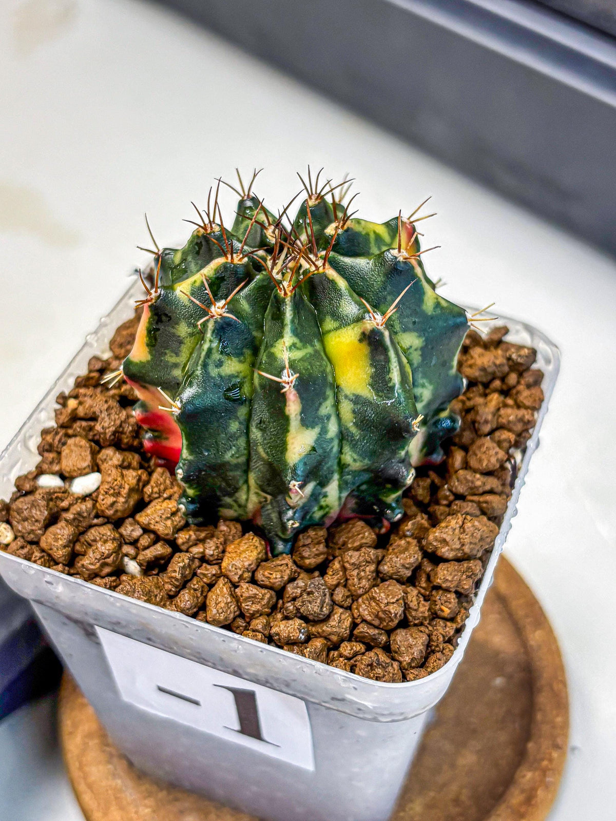Gymnocalycium Pearl Andaman (gy17) (1) | Collector’s Edition