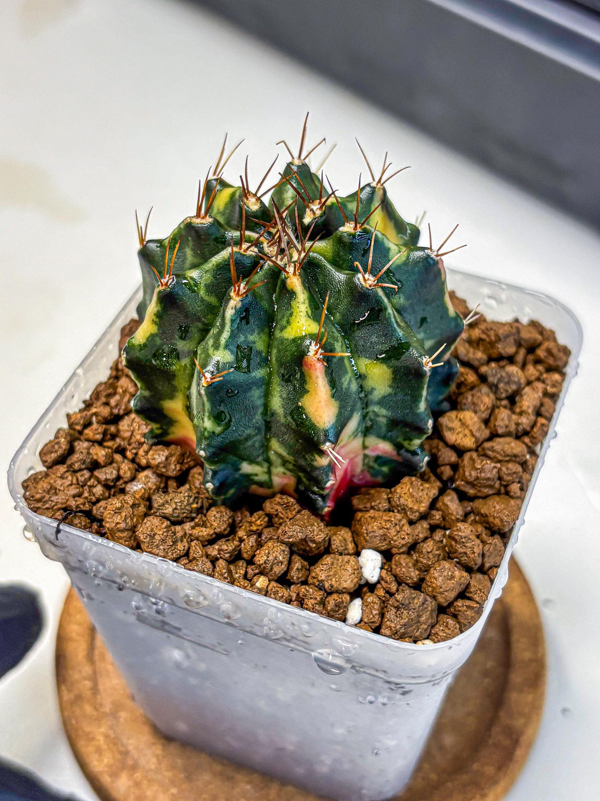 Gymnocalycium Pearl Andaman (gy17) (1) | Collector’s Edition