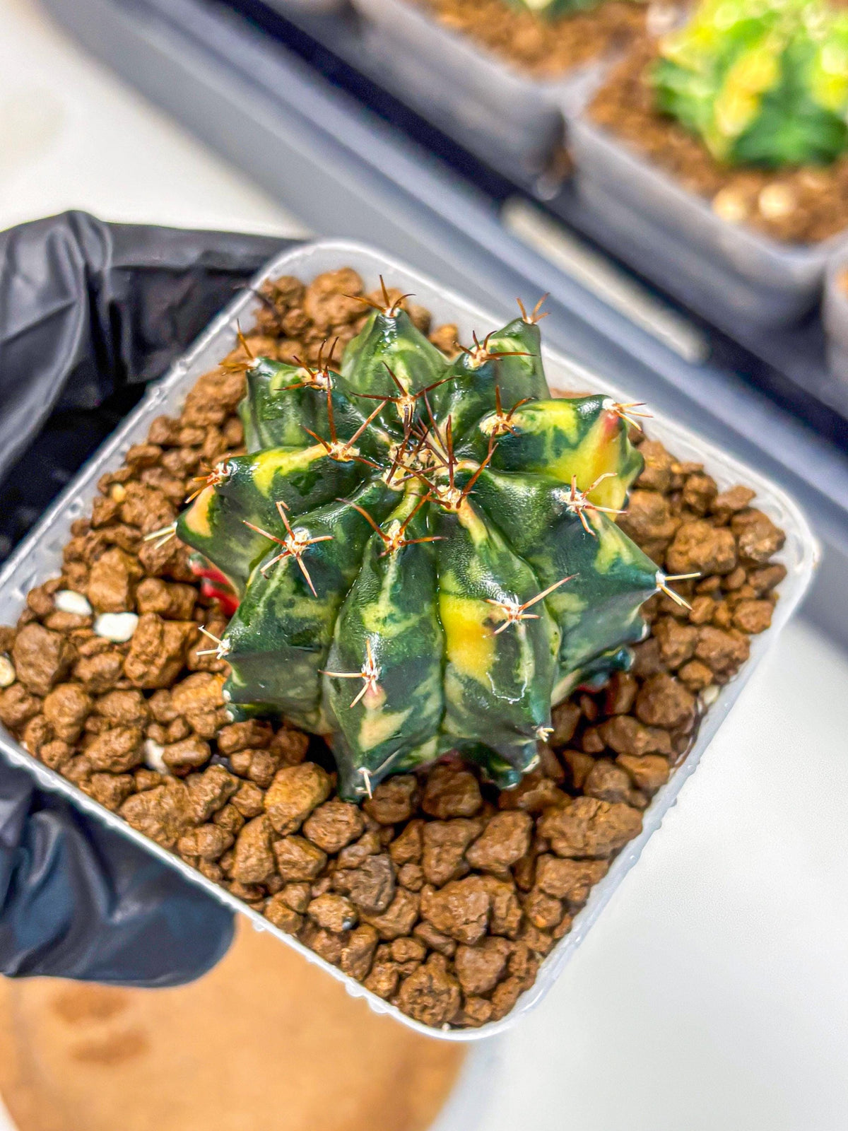 Gymnocalycium Pearl Andaman (gy17) (1) | Collector’s Edition