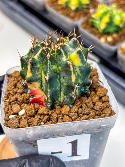 Gymnocalycium Pearl Andaman (gy17) (1) | Collector’s Edition