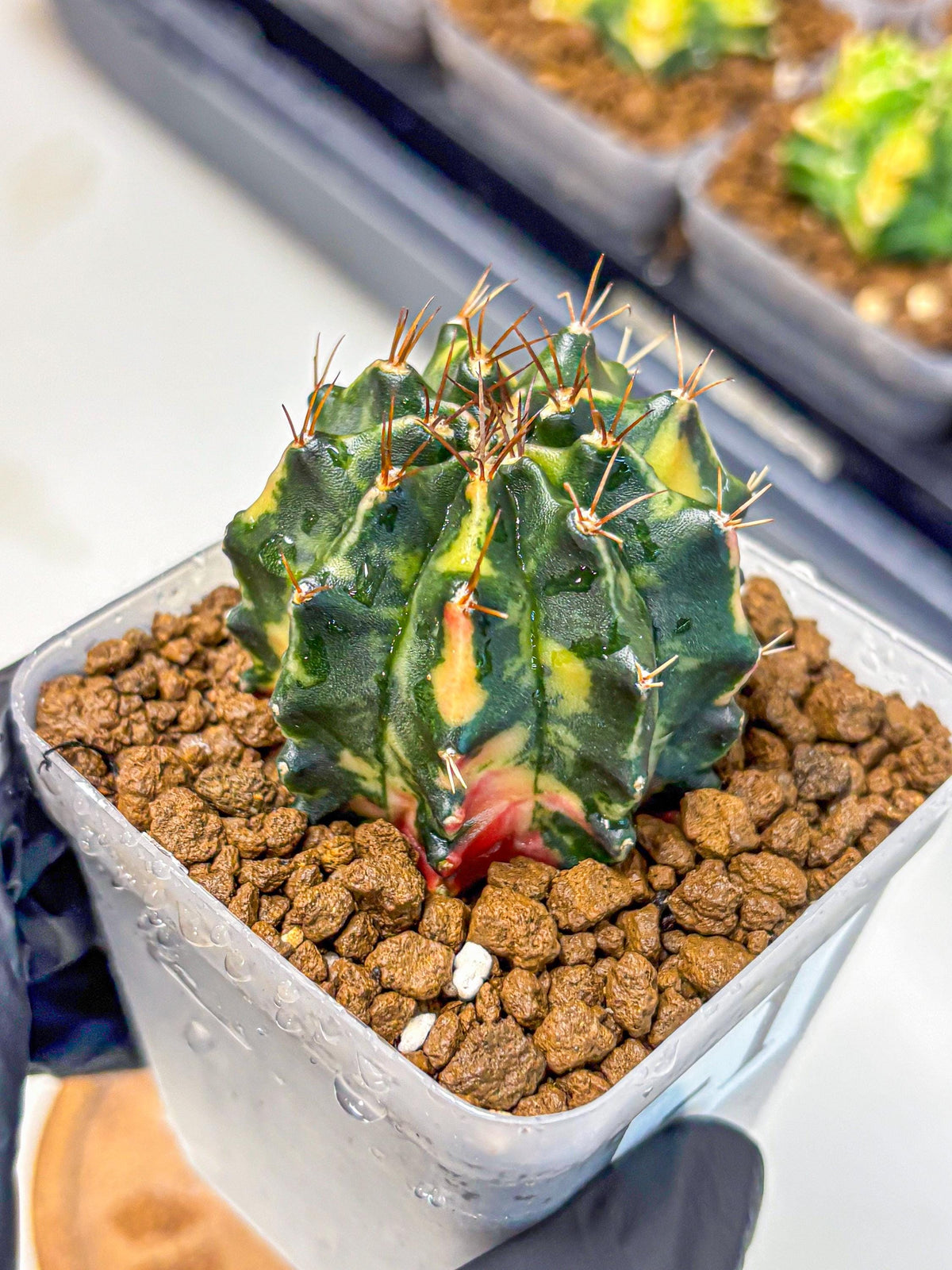Gymnocalycium Pearl Andaman (gy17) (1) | Collector’s Edition