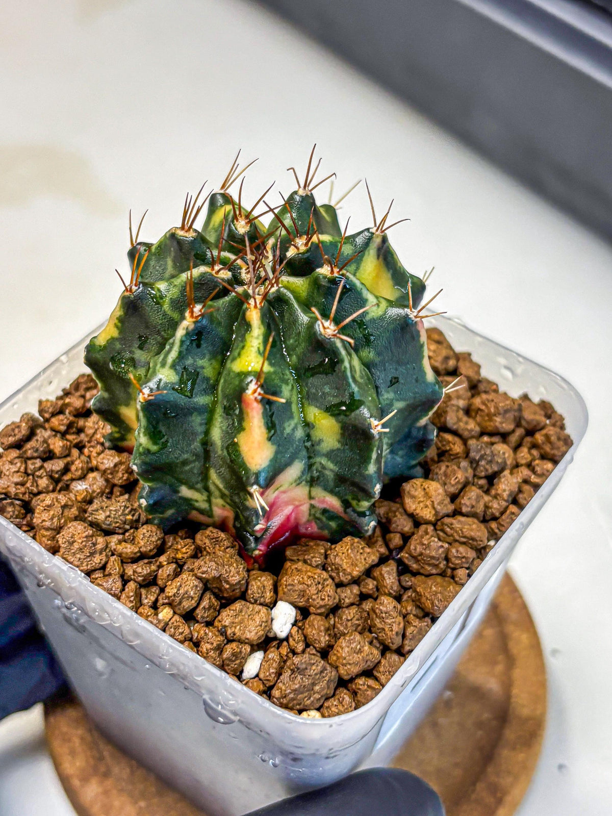 Gymnocalycium Pearl Andaman (gy17) (1) | Collector’s Edition